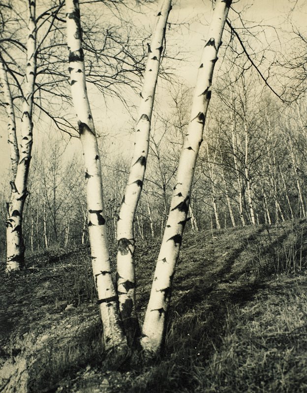 White Birches, Drahomir Josef Ruzicka, 20th century