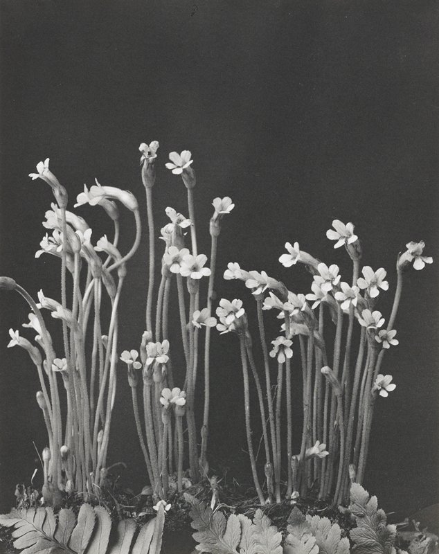 Aphyllon Uniflorum, Thalesia Uniflora, One-Flowered Broom-Rape, Cancer-Root, Plate 174 from, Wild Flowers of New England, Edwin Hale Lincoln, 1905