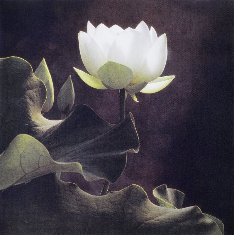 White Lotus, Cy DeCosse, 2005