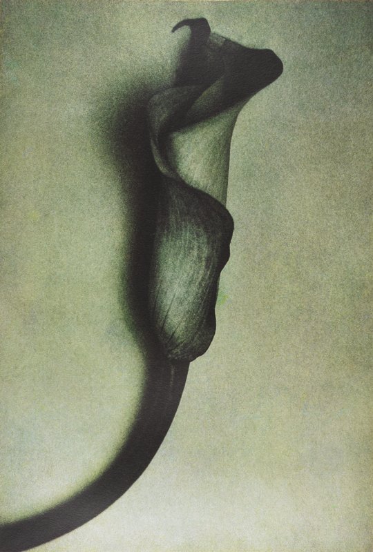 From Life, Sheila Metzner, 2003
