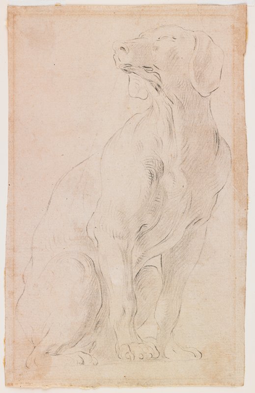 Seated Dog, Francesco Solimena, 1710–15