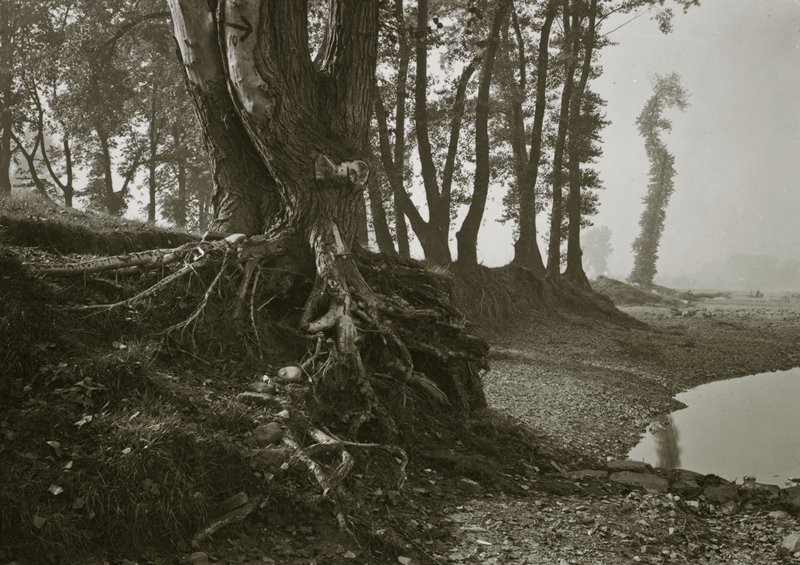 A Walk on Troja Island, Josef Sudek, 1948