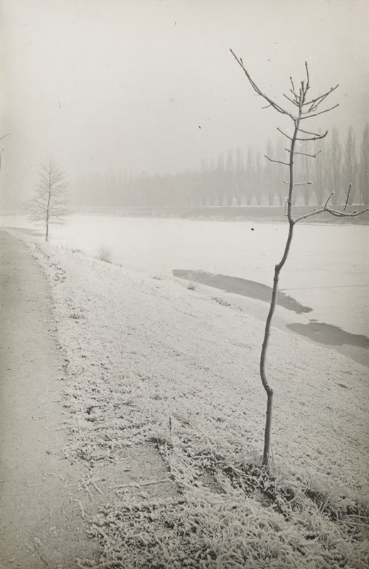 Untitled [small tree in winter], Josef Sudek, c. 1938