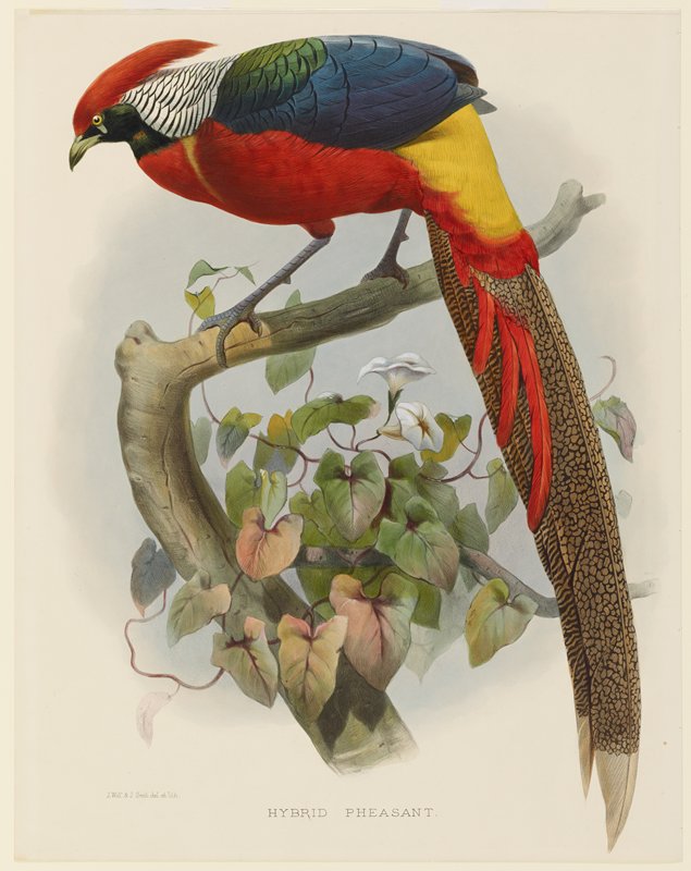 Hybrid Pheasant, Daniel Giraud Elliot, 1870–72