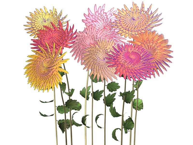 Hurdy Gurdy Man (Chrysanthemums), Jennifer Steinkamp, 2006