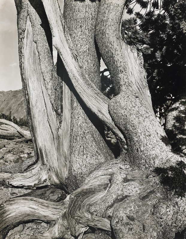 Gnarled Tree, Sierra Nevada, Donald Ross, 1950