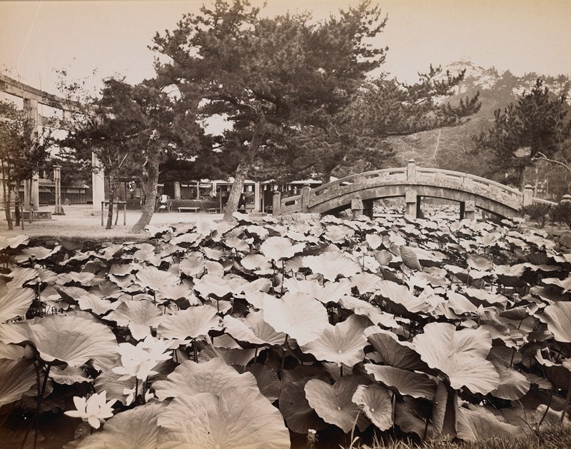 Lotus Pond, Kamakura, Attributed to Kusakabe Kinbei, 1890s