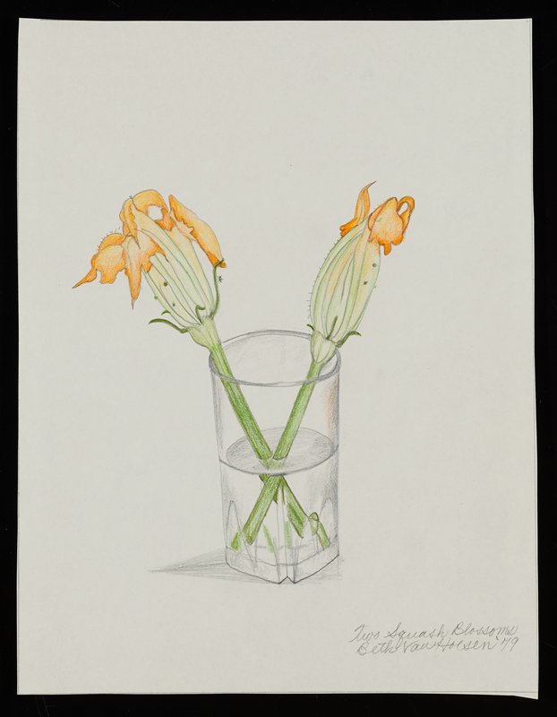 Two Squash Blossoms, Beth Van Hoesen, 1979