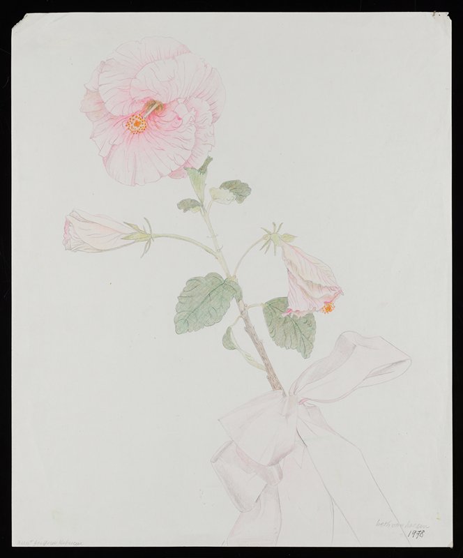 Aunt Jo's Pink Hibiscus, Beth Van Hoesen, 1978