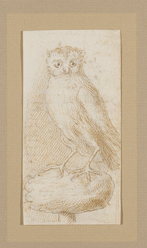 Owl, Pier Antonio Novelli, 18th century