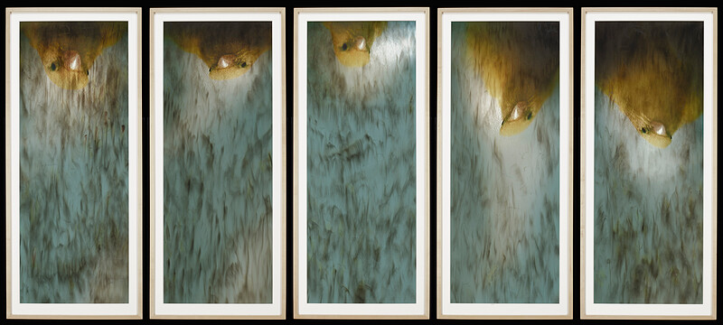 american singers (e, g, b, d, f) (chorus), Ann Hamilton, 2009