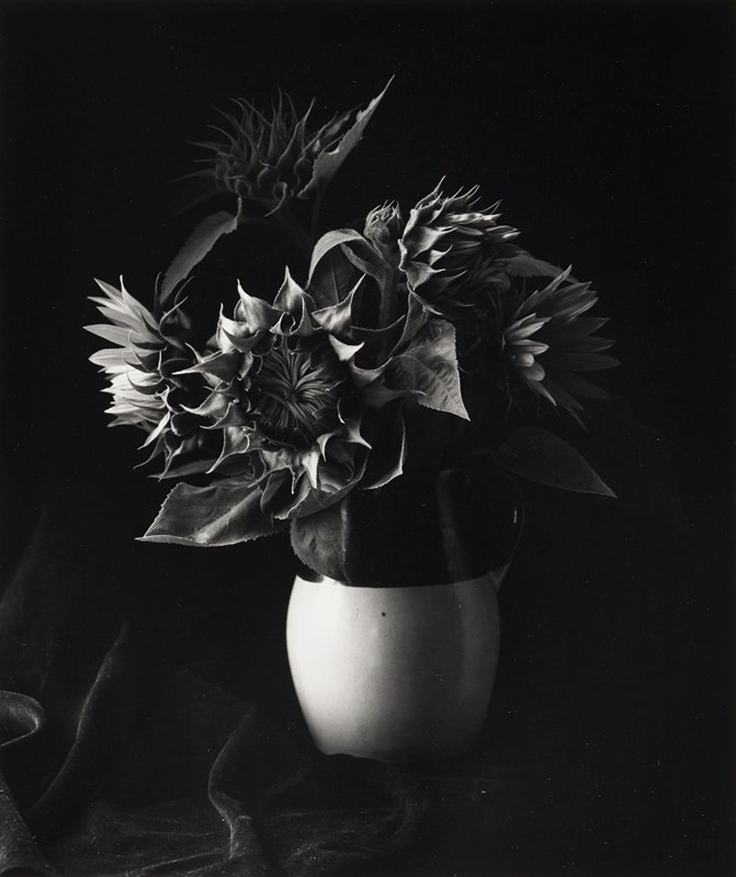 Sunflower, Millerton, NY, Paul Caponigro, 1969