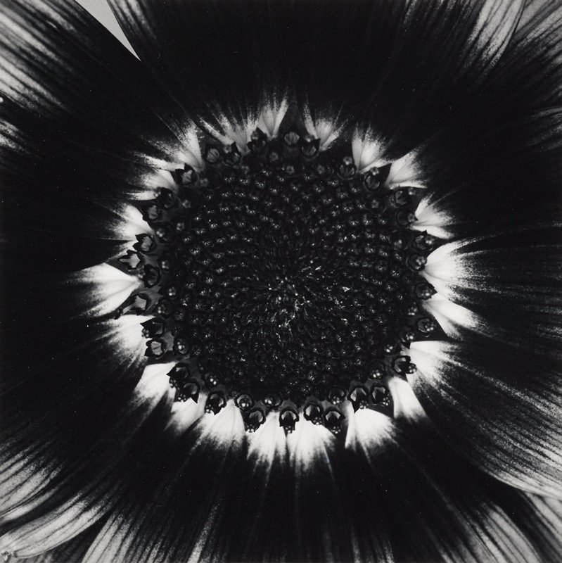 Sunflower, Paul Caponigro, 1969