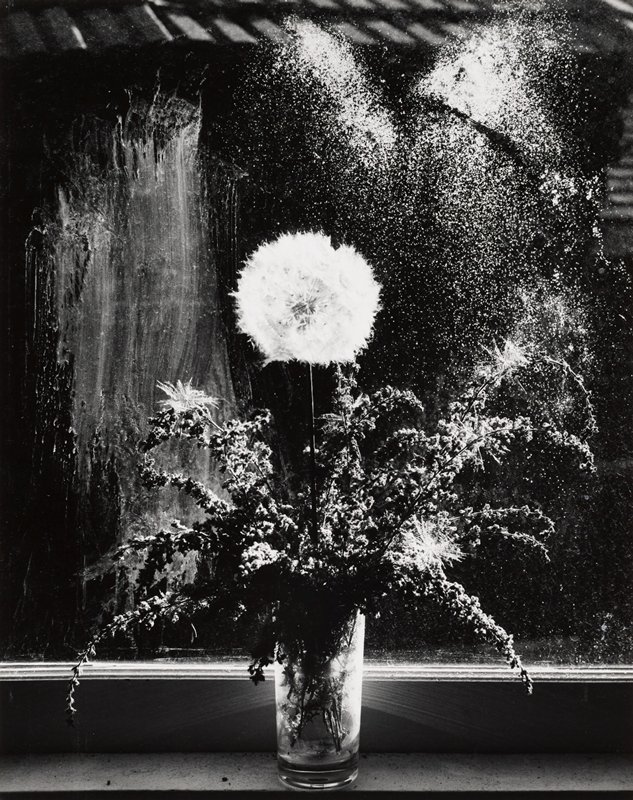 Plant and Window, Paul Caponigro, 1960s