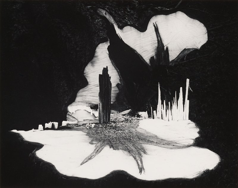 Tree Stump, Paul Caponigro, 1959
