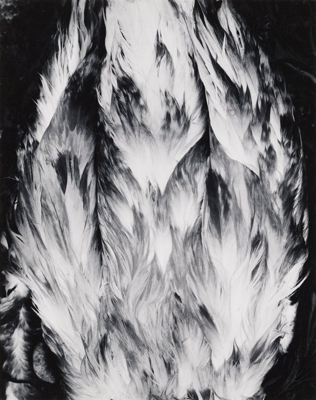 Feathers, Paul Caponigro, 1963