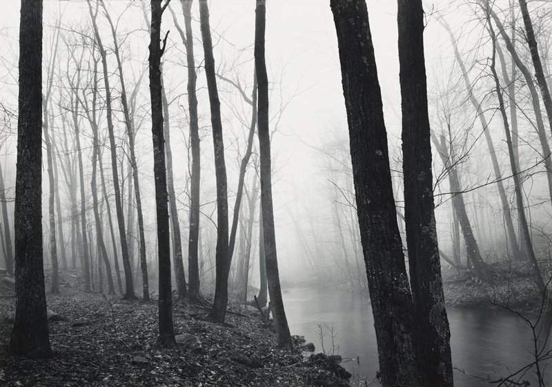Woods, Redding, Connecticut, Paul Caponigro, 1960s