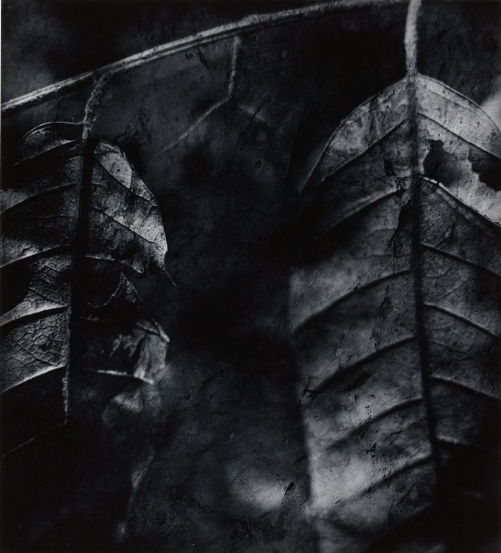 Leaves, Wynn Bullock, 1967