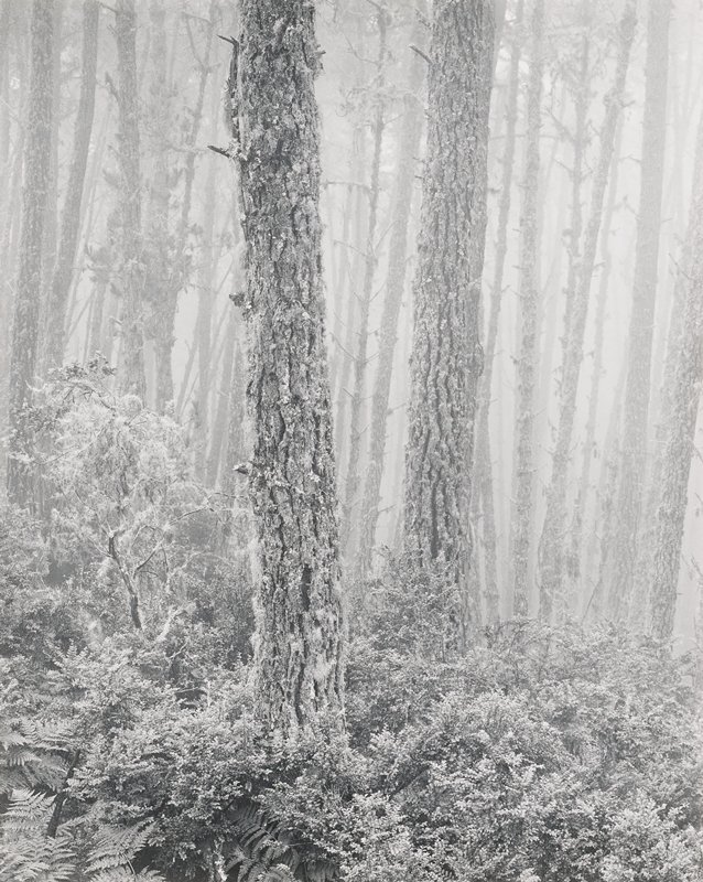 The Forest, Wynn Bullock, 1956