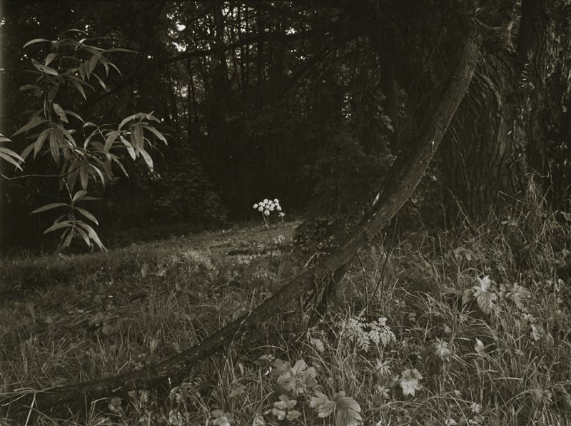 Untitled [flower in forest] by Josef Sudek