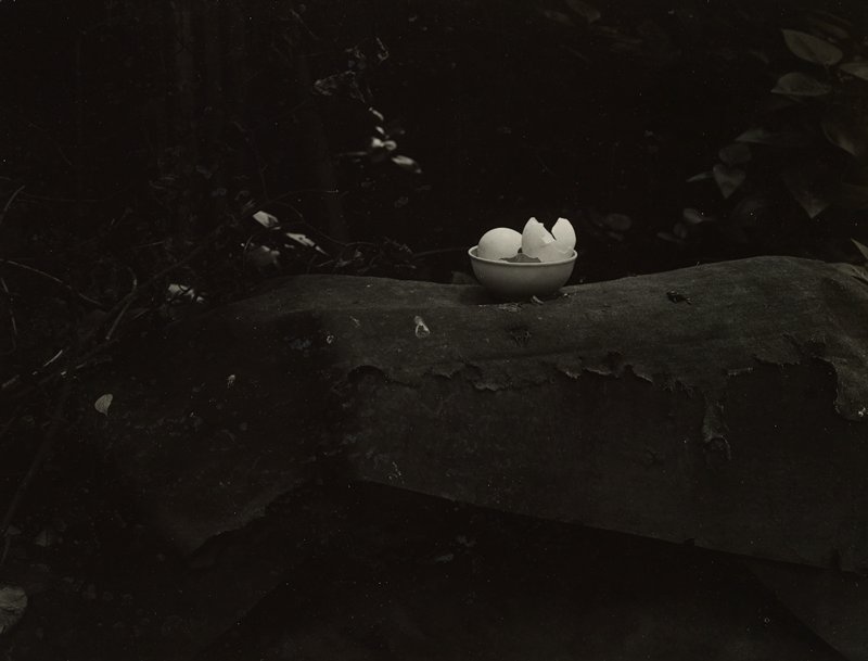 Untitled [egg shells in bowl on tree trunk], Josef Sudek, 1961
