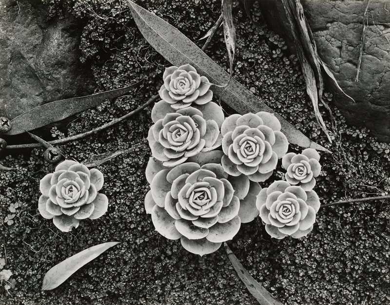 Untitled [succulents], Brett Weston, 1943 (printed 1951)