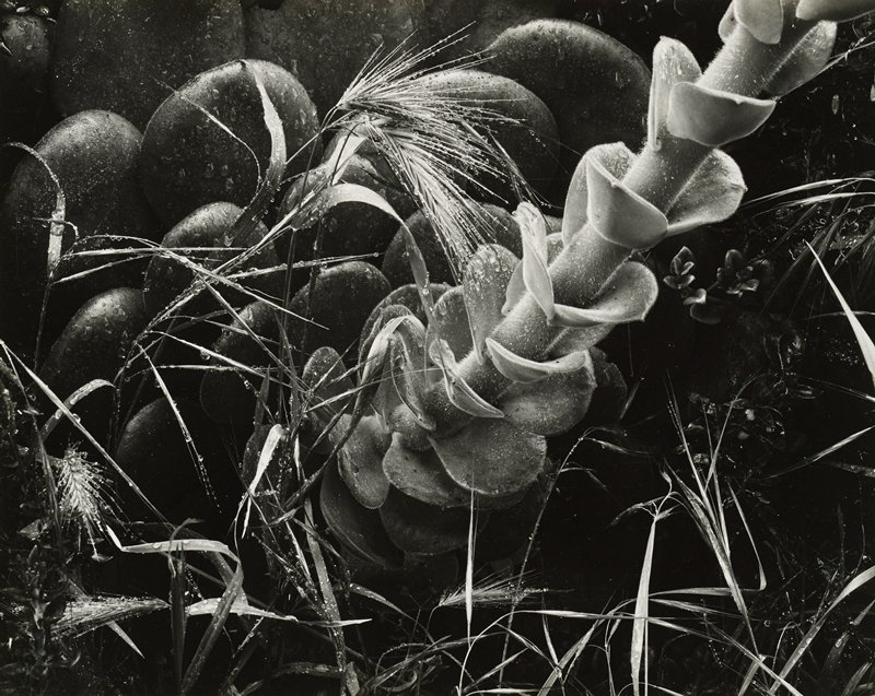 Succulent, Brett Weston, 1953