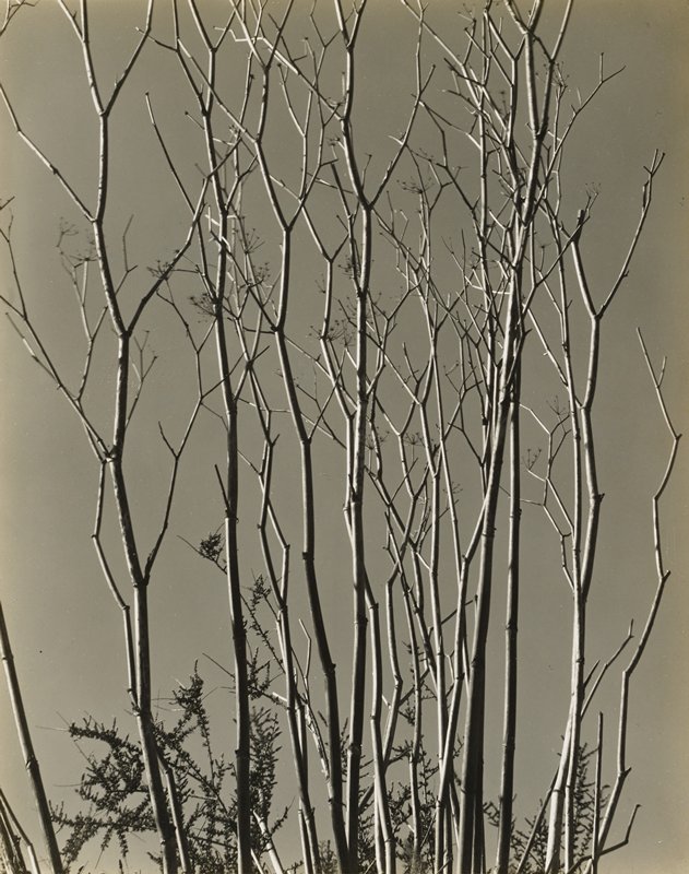 Untitled [bare branches and sky], Brett Weston, 1936