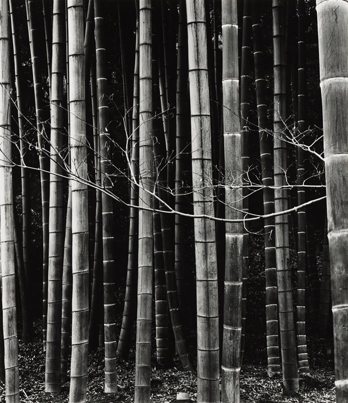 Bamboo, Japan, Brett Weston, 1970