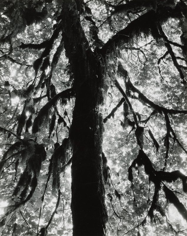Trees, Brett Weston, 1959