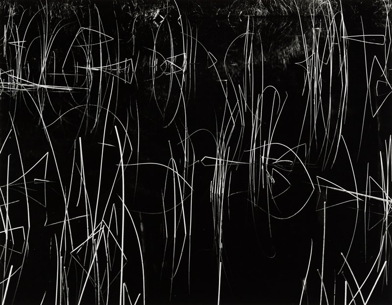 Reeds, Brett Weston, 1979
