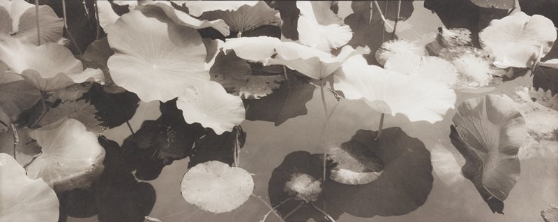Lotus, Beijing, China, Lois Conner, 1991