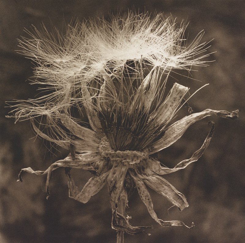 Dried Dandelion Bouquet, Cy DeCosse, 2002