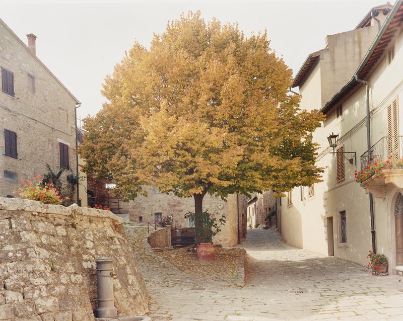 Linden Tree, Tuscany, Fall by Joel Meyerowitz