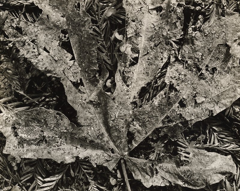Leaves, Wynn Bullock, 20th century