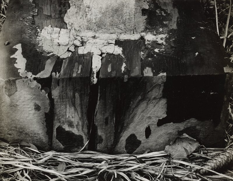 Untitled (plaster wall and pine cone), Minor White, 20th century