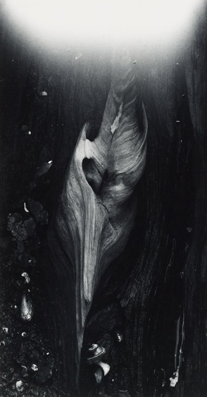 Untitled, Minor White, 1972