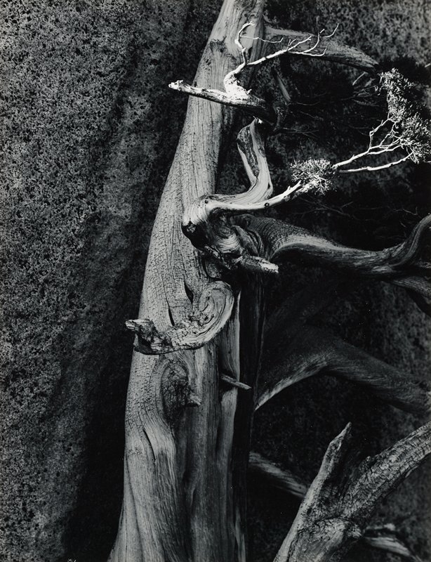 Tree with Twisted Branches, Minor White, 20th century