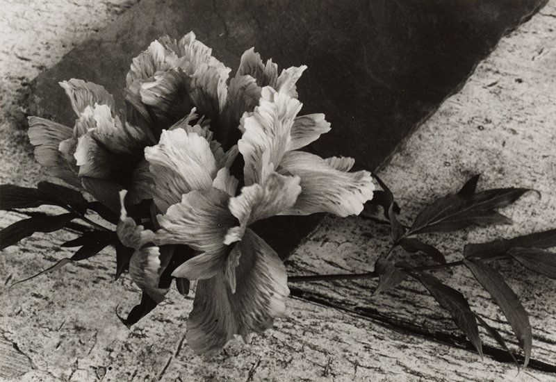 Japanese Tree Peony, Minor White, 1960