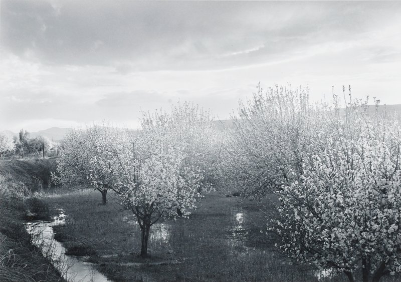 Apple Blossoms, Verlarde, New Mexico, William Clift, 1973 (printed 1991)