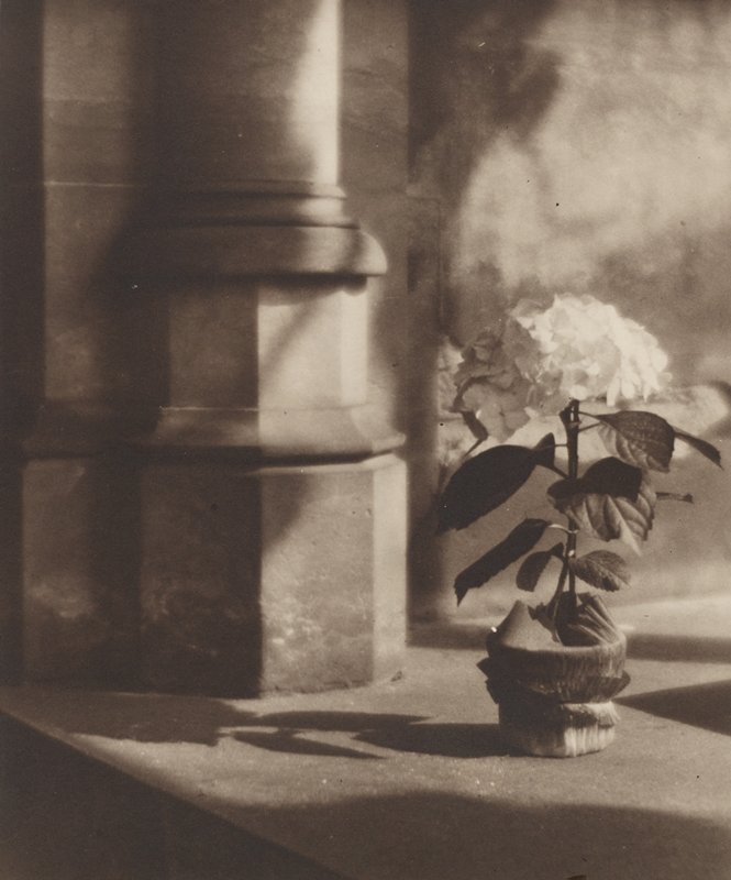 Untitled (flower), Jaromír Funke, 1920–24