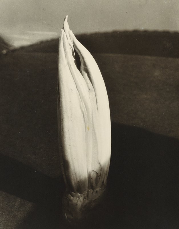 Heart of Endive, Drahomir Josef Ruzicka, 1932