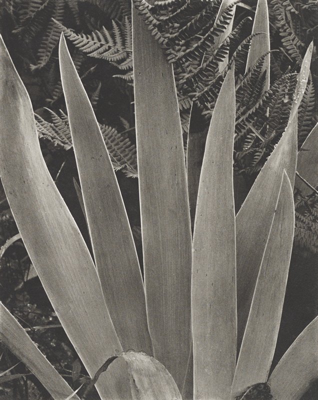 Iris, Paul Strand, 1928 (printed c. 1980)