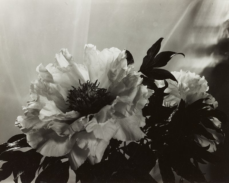 Peonies, Minor White, 1950s