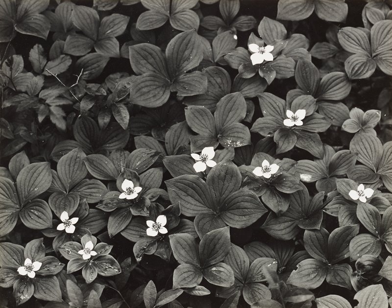 Untitled [white flowers], Minor White, 20th century