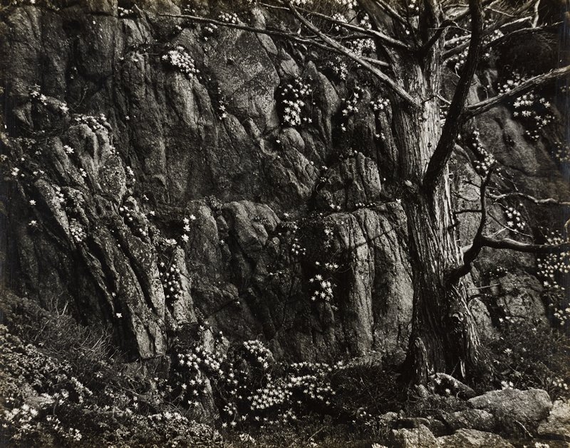 Amputations #35, Minor White, 1946