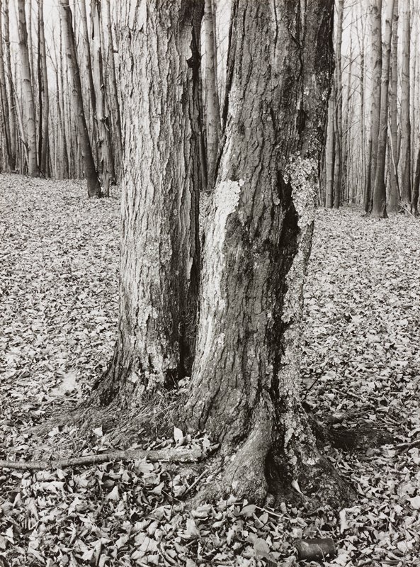 Untitled [tree trunks], Minor White, c. 1970s