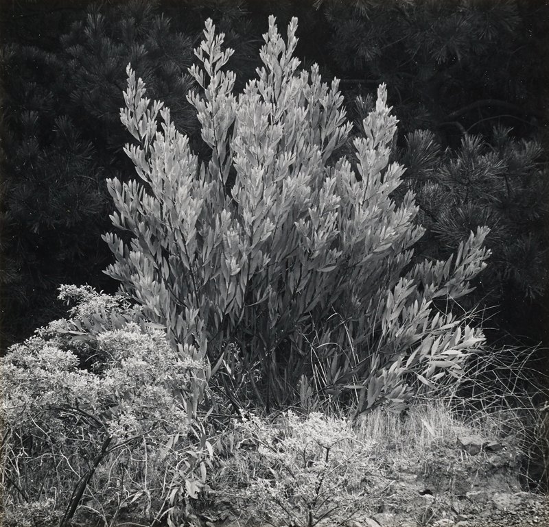 Untitled [shrub], Minor White, 1947