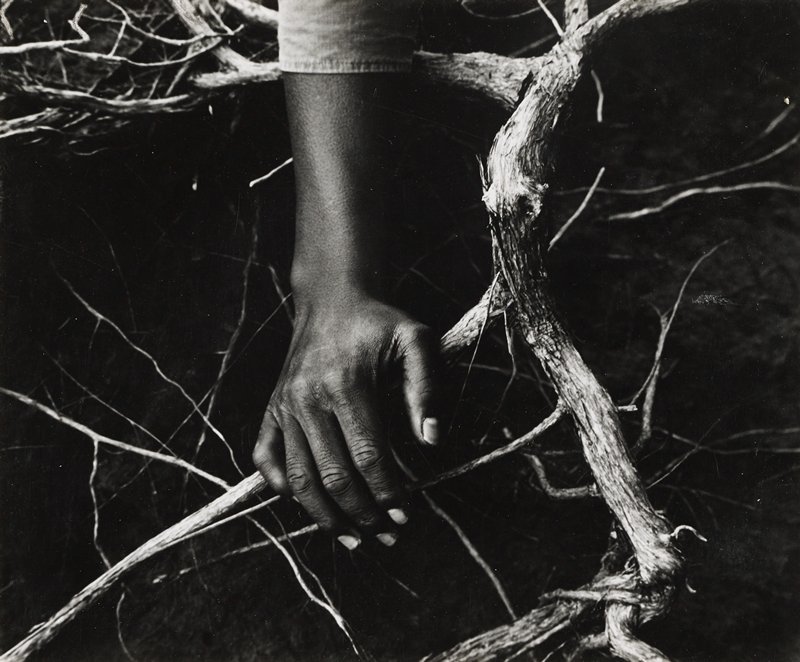Hand and Driftwood, Minor White, c. 1950