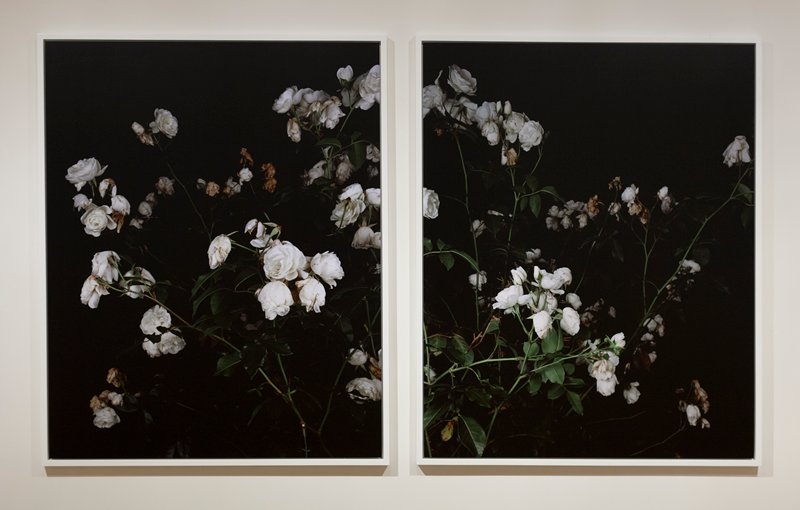 The Rose Gardens (Display: III/white) (II) and (III), Sarah Jones, 2008